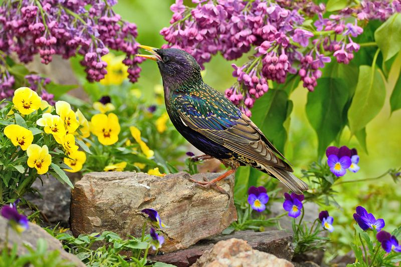 природа, фотоохота,  птицы, животные, весна, скворец Весенний скворецphoto preview