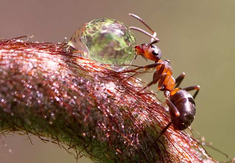 Муравей и росаphoto preview