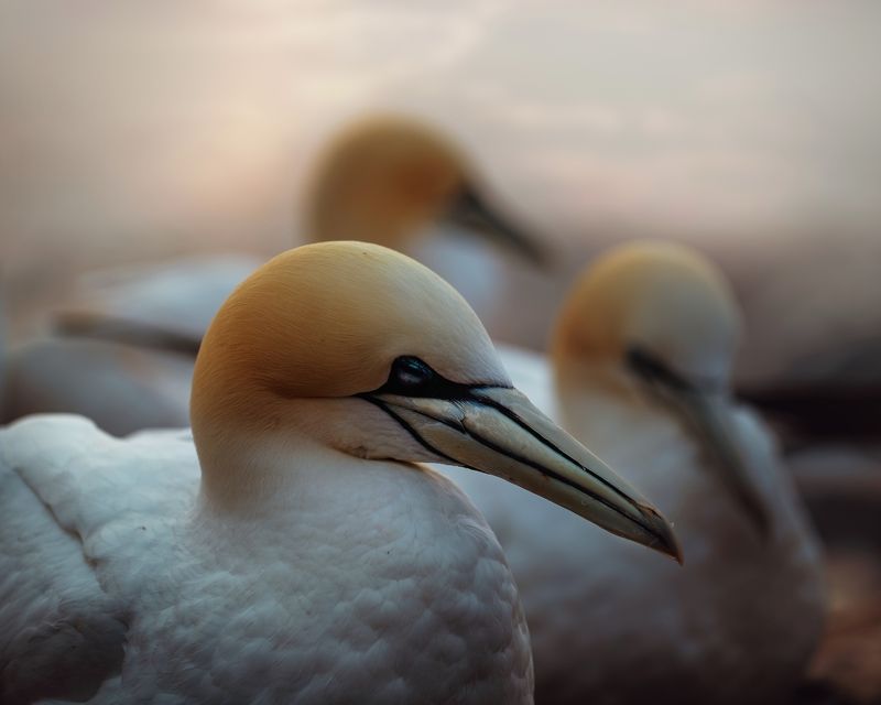 bird, gannets, sunset Gannets at sunsetphoto preview