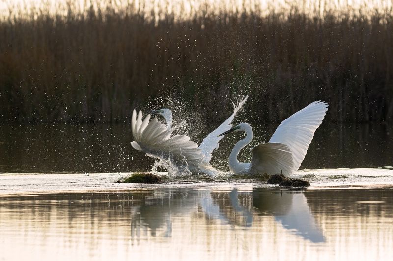 Ardea albaphoto preview