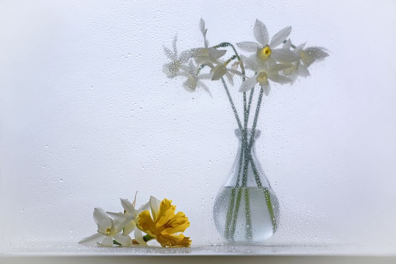 Нарциссовая веснаphoto preview