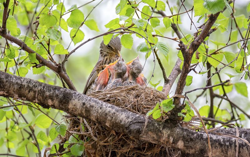 птица, дрозд, кормление, птенец, у кого длиннее шея..photo preview