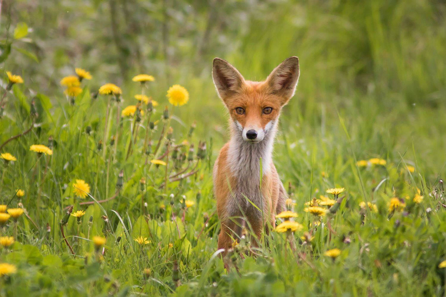 Лисица. Автор: Суслов Дмитрий лисица, Суслов Дмитрий