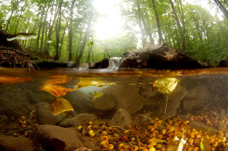 За гранью лета или подводная осеньphoto preview