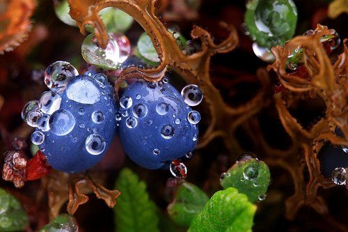 Голубика приморская