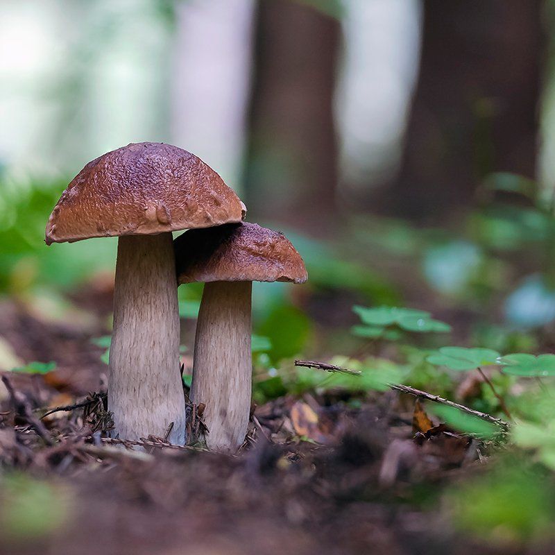 Про грибы в квадрате.photo preview