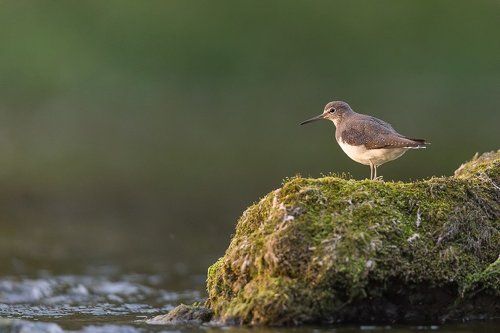 Green Sandpiper