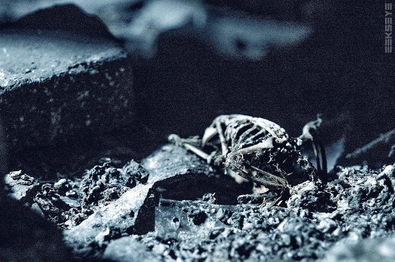 Pigeoffphoto preview