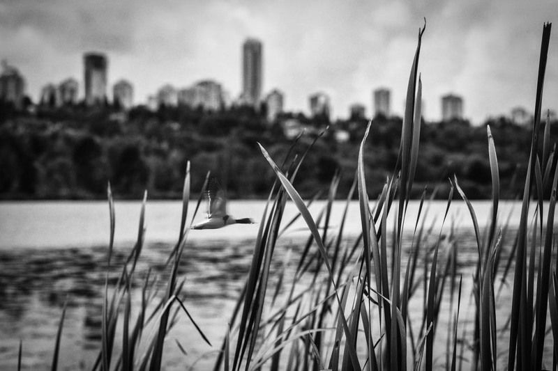 flyingphoto preview