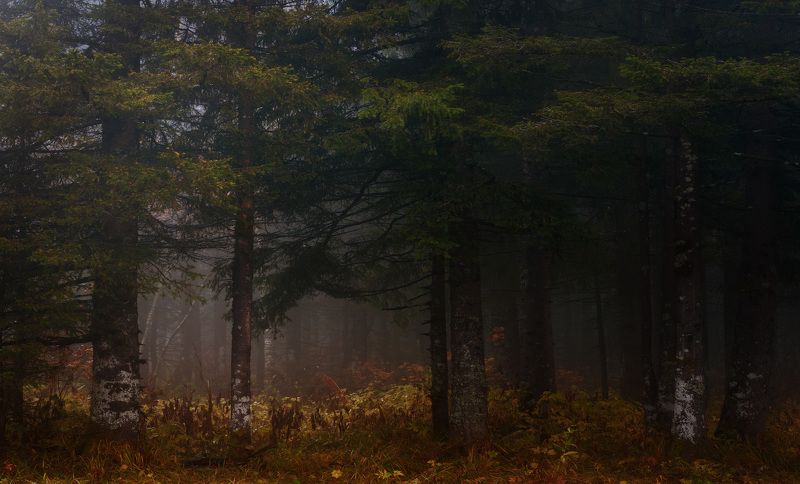 лес, осень, тайга, уреньга, южный урал Осень в уральской тайгеphoto preview