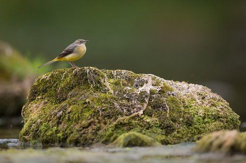 grey wagtail