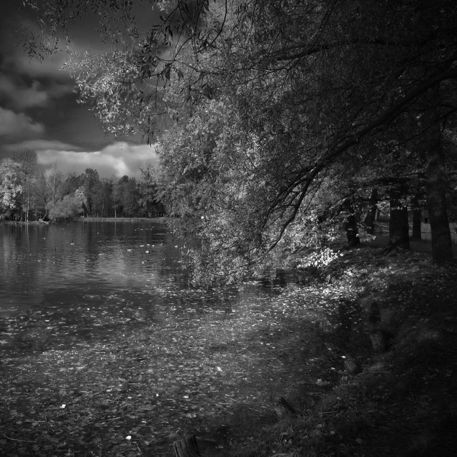 Черно-белая осень. Автор: Михаил Чурбанов гатчина, Михаил Чурбанов