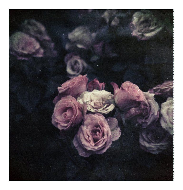 октябрьские розыphoto preview