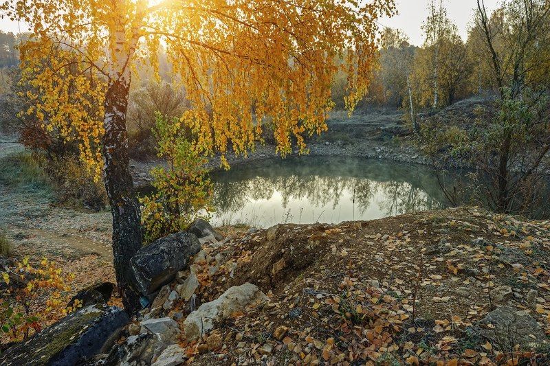 Золотая береза.photo preview