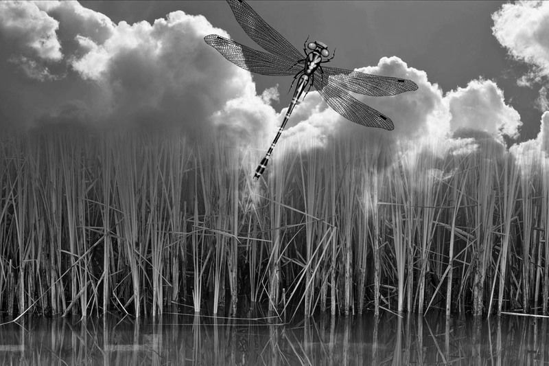 dragonflyphoto preview