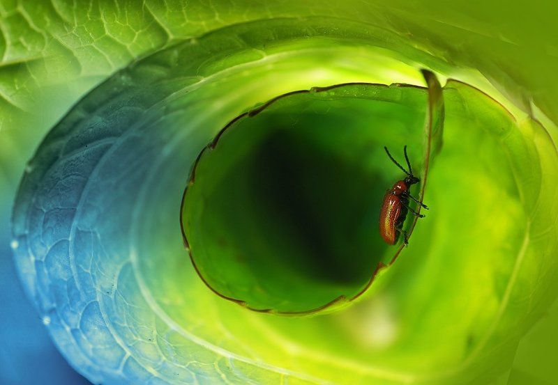 Жучкиphoto preview