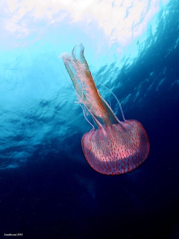 Jellyfishphoto preview