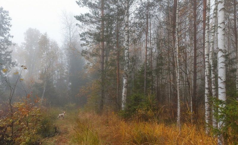 Английский сеттер, Осенний лес, Осенний пейзаж, Осенняя охота с легавой, Охота, Охота с английским сеттером, Охотничий пейзаж, Пейзаж с собакой, Саров, Туман, Фотограф Охотничьими тропамиphoto preview