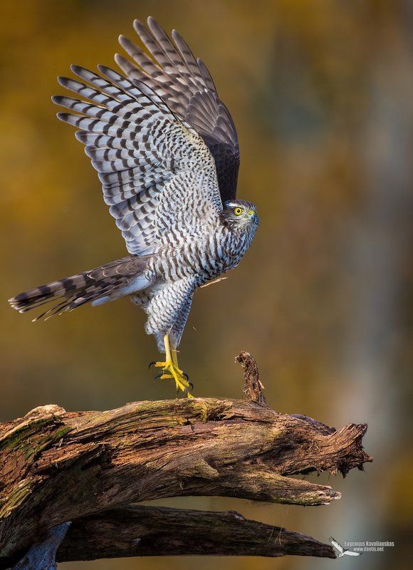 Predatorsphoto preview