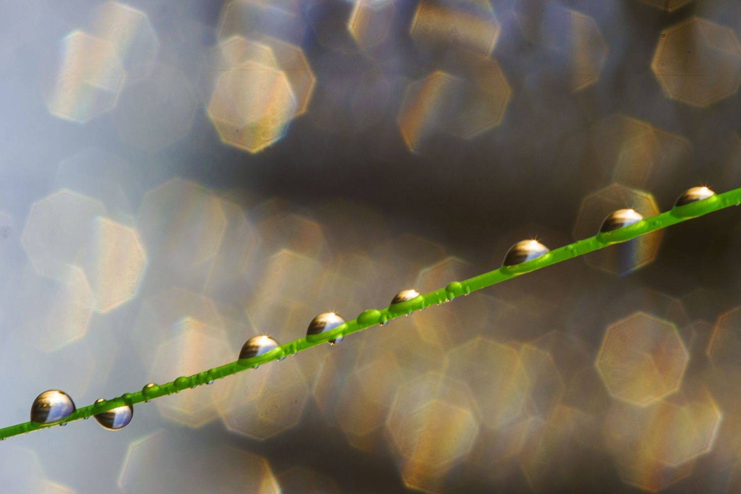 макро, роса, капли, трава, природа, боке, Александр Кожухов