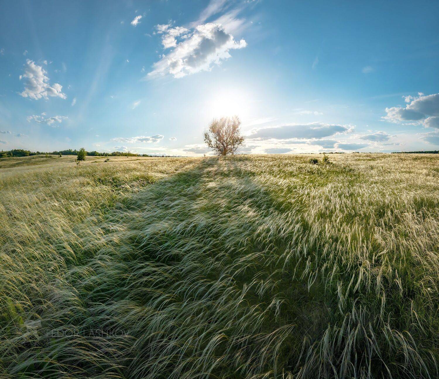 белгородская область, май, весна, лето, степь, степное, ковыль, ковыльный, серебро, день, одно дерево, солнце, свет, новый, облака, дерево, светлое, синее,, Лашков Фёдор