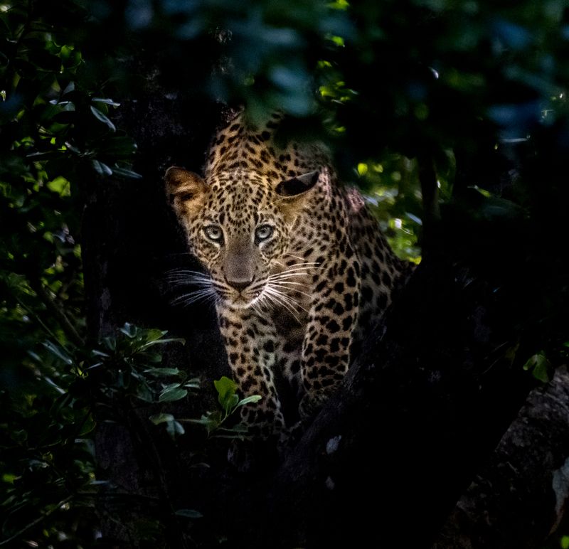 леопард, нд, фотоохота, шри ланка, яла, кошки, leopard, photo hunting, sri lanka, yala, cats, шри-ланка, шри ланка нд Ночной охотникphoto preview