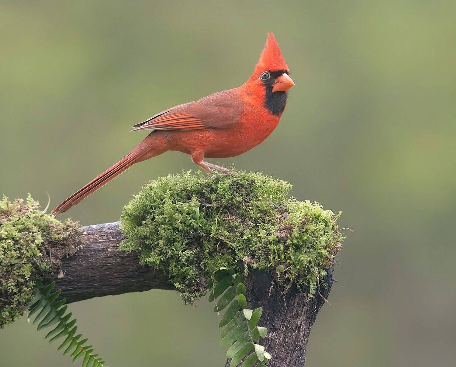 Northern Cardinal male - Красный кардинал самец. Автор: Etkind Elizabeth красный кардинал, northern cardinal, cardinal,кардинал, Etkind Elizabeth
