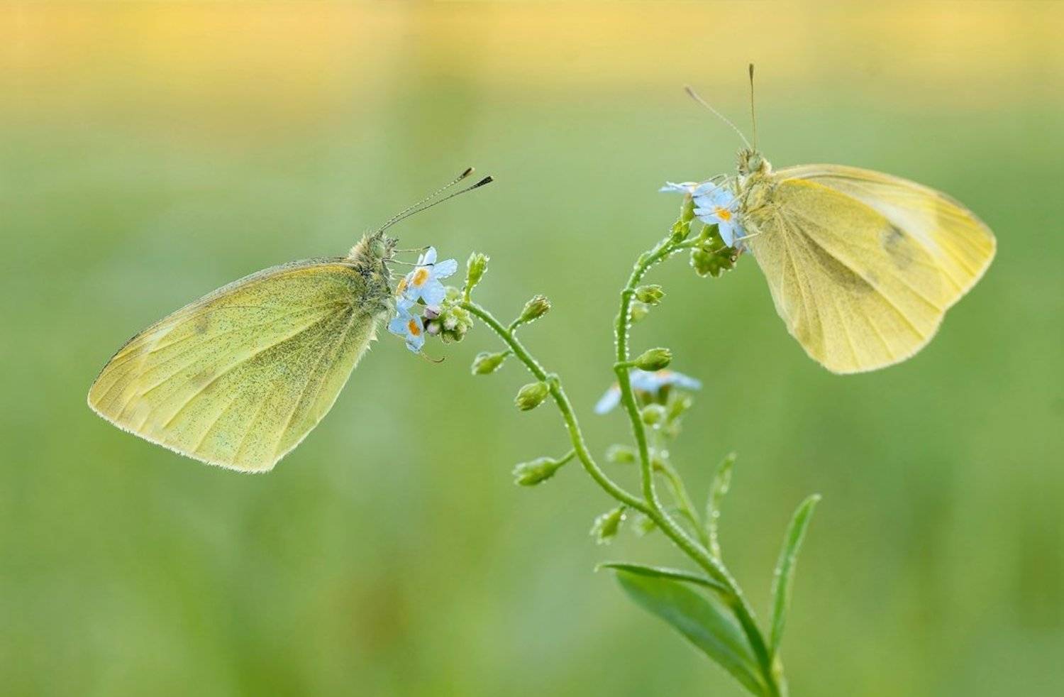 , Zbyszek  Walkiewicz
