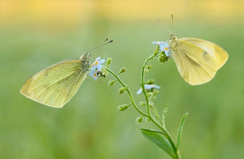 В осеннем настроении ...photo preview