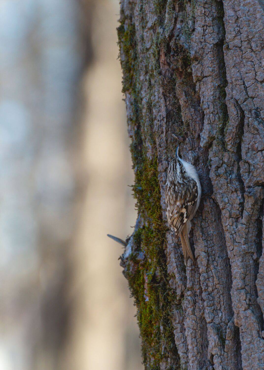 пищуха, Алексей Рыльский