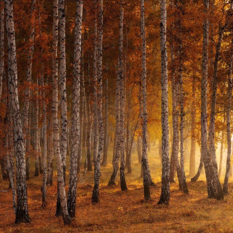 Золотая рощаphoto preview