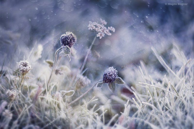 Tender Morningphoto preview