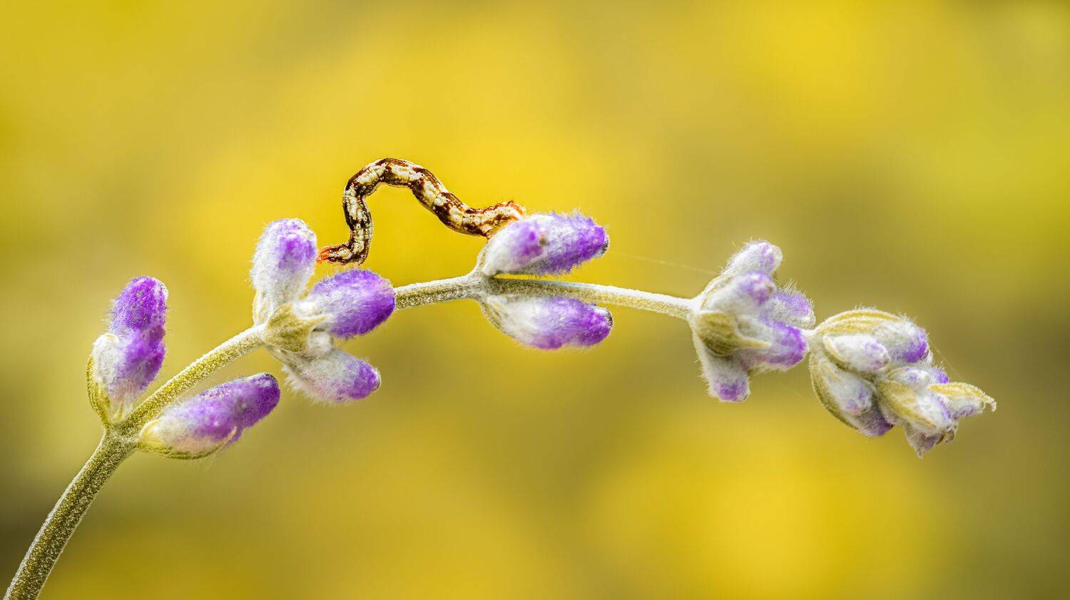 The rope walker. Автор: Atul Saluja worm, caterpillar, silkworm, leaf, summer, nature, green, macro, lavenders, desert lavender, sage,, Atul Saluja