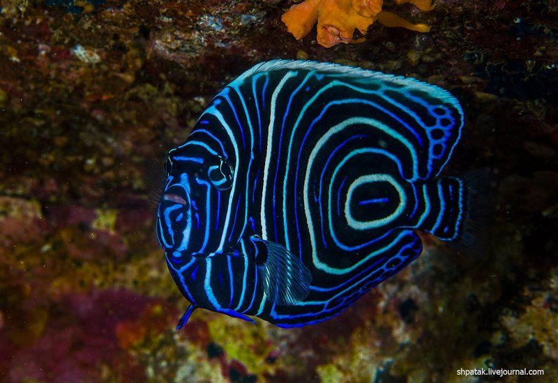 Анилао. Всячина подводная.photo preview