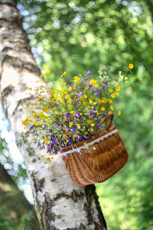 лето, колокольчики, корзинка, береза, доброе утро, беларусь краски жизни Колокольчиковое !Доброе утро!)photo preview