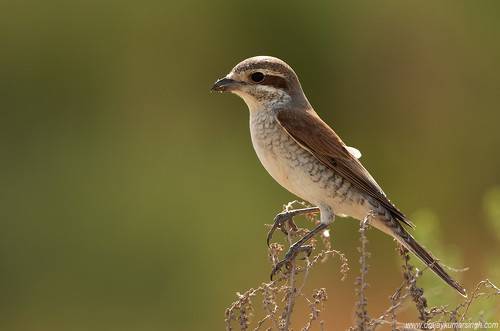 Red-backed shrike