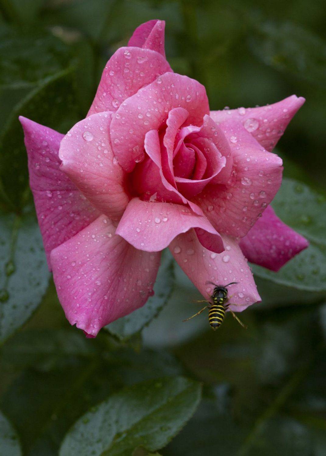 , Марина Кулакова