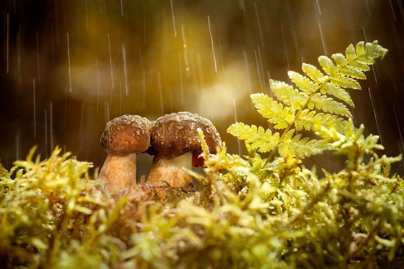 Forever togetherphoto preview