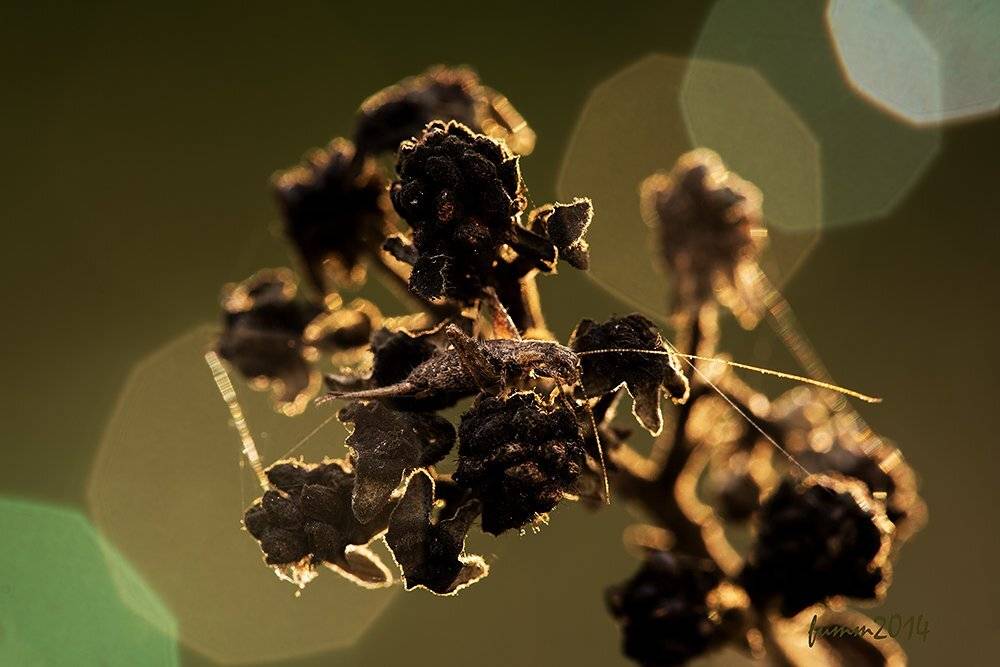 ГОРЯЧИЙ ШОКОЛАД.СВЕРЧОК.. Автор: Игорь ФУММ , Игорь ФУММ