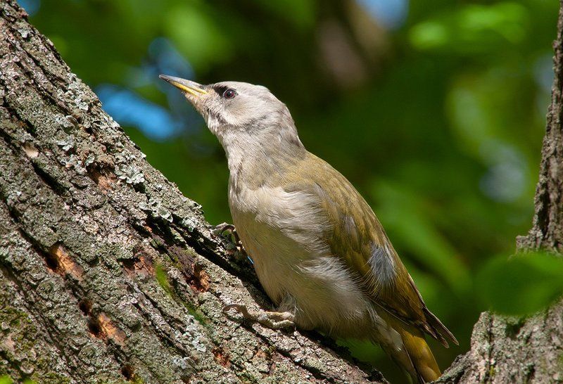 Седой дятел.photo preview