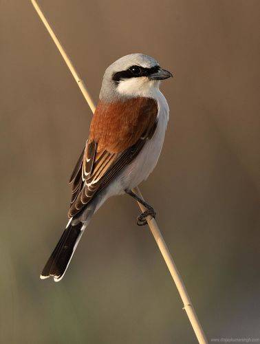 Red-backed shrike