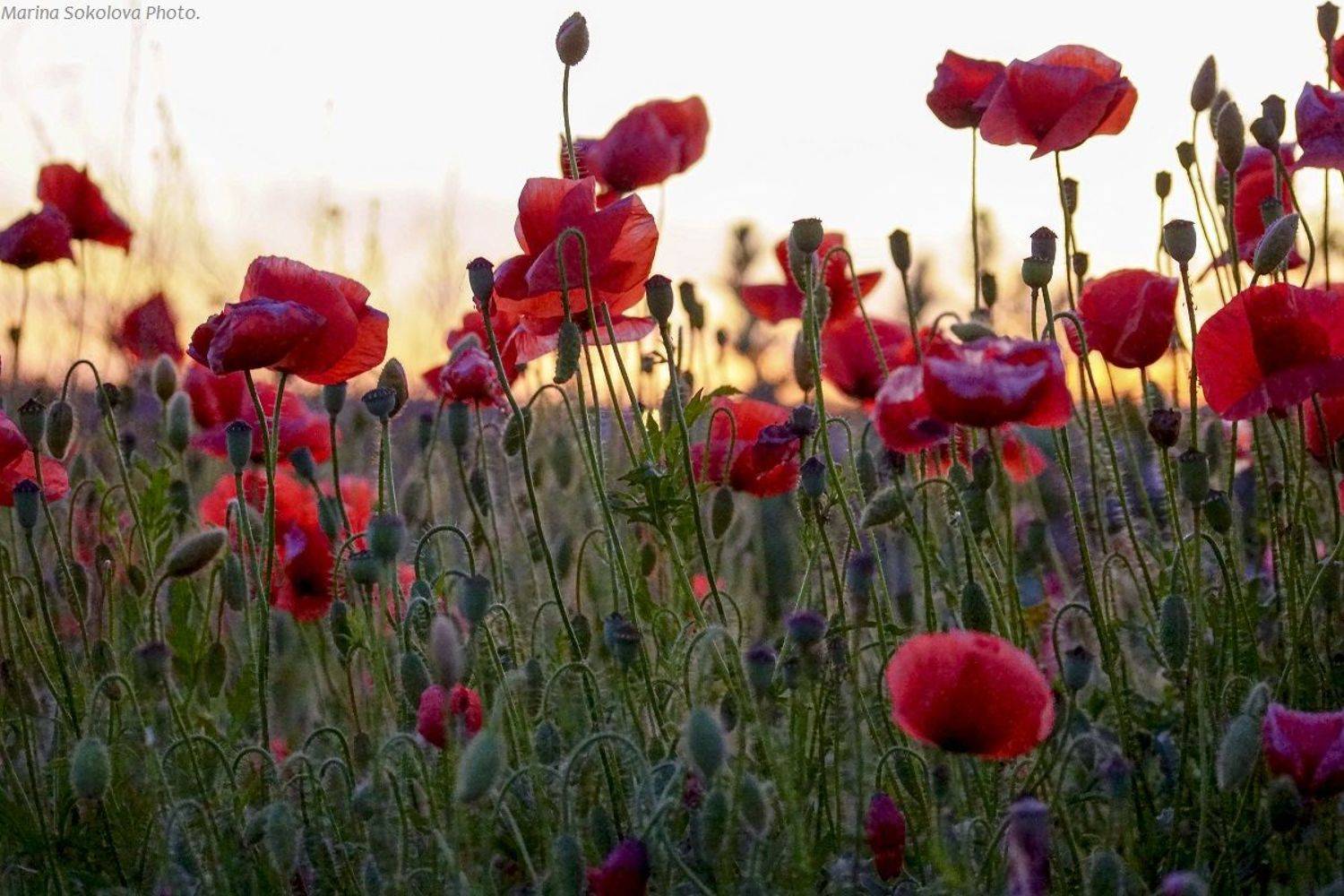 Маки.. Автор: Марина Соколова , Марина Соколова