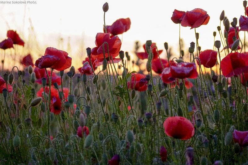 Маки.photo preview