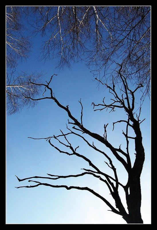 Силуэтphoto preview