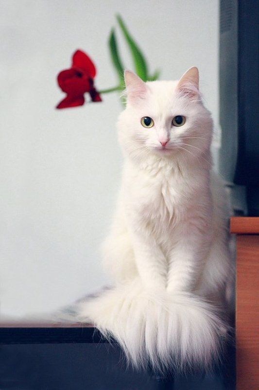 кошка ^.^photo preview