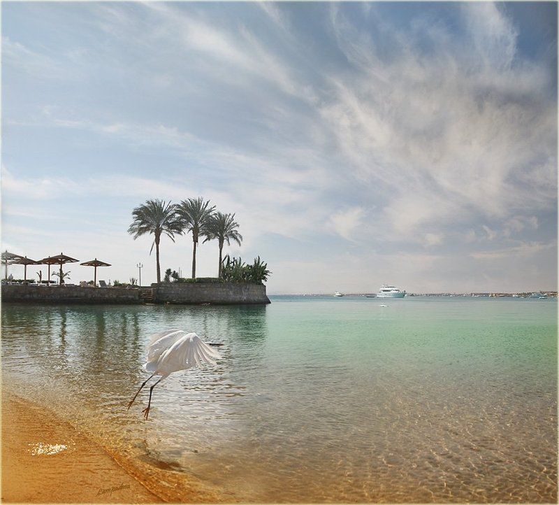 египет, хургада, утро, море, цапля Отрывphoto preview