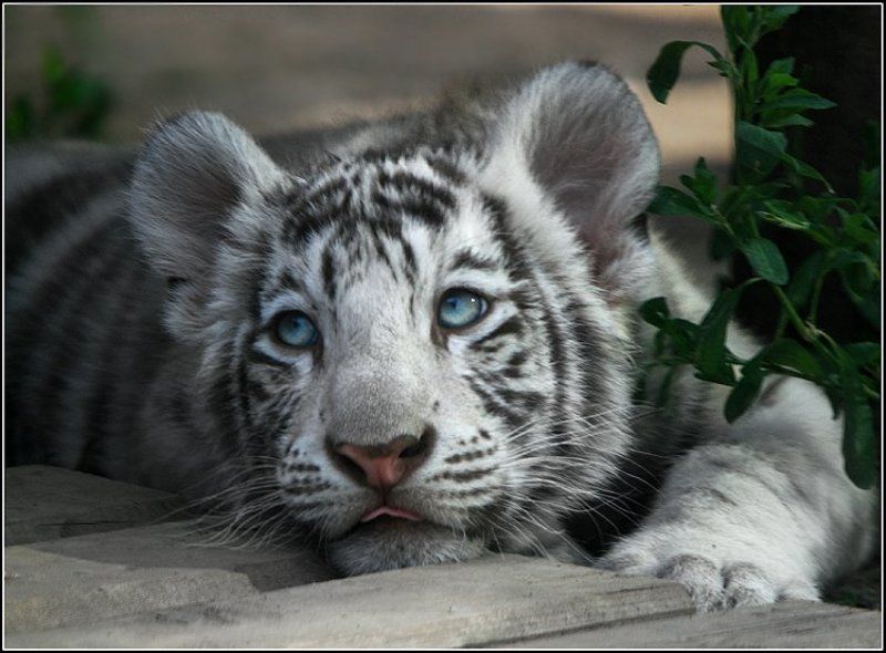 Мечтаяphoto preview