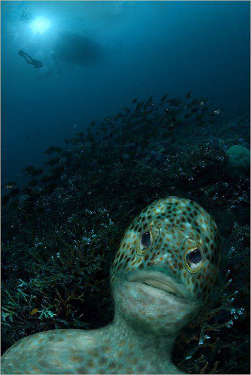 Ихтиандр. Автор: Сергей Шанин берегите, природу, Сергей Шанин