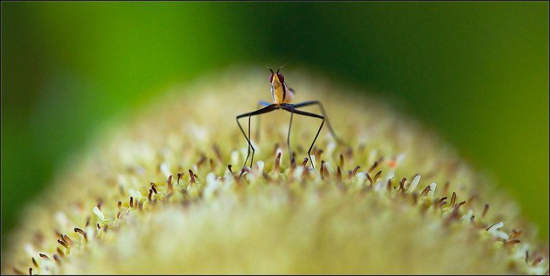 макро,муха,наблюдатель,таиланд Наблюдательphoto preview