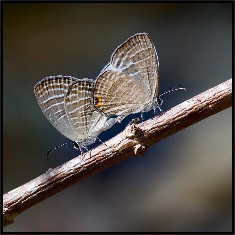 таиланд,макро,симметрия любви,бабочки Симметрия любвиphoto preview